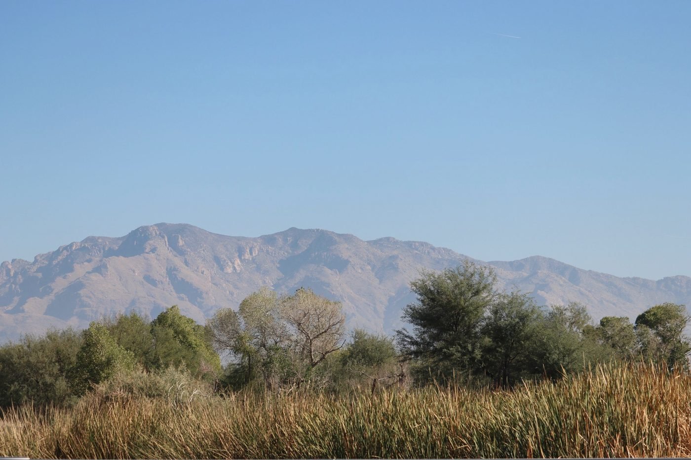 Santa Catalina Mountains rising behind mesquite trees north of Tucson