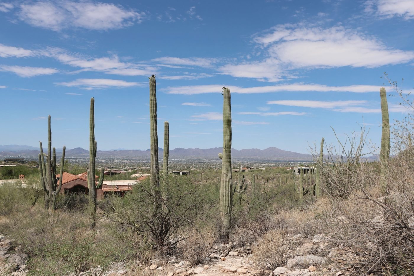 Saguaros above Tucson neighborhoods with mountains beyond